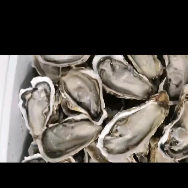生蚝批发（宁波）