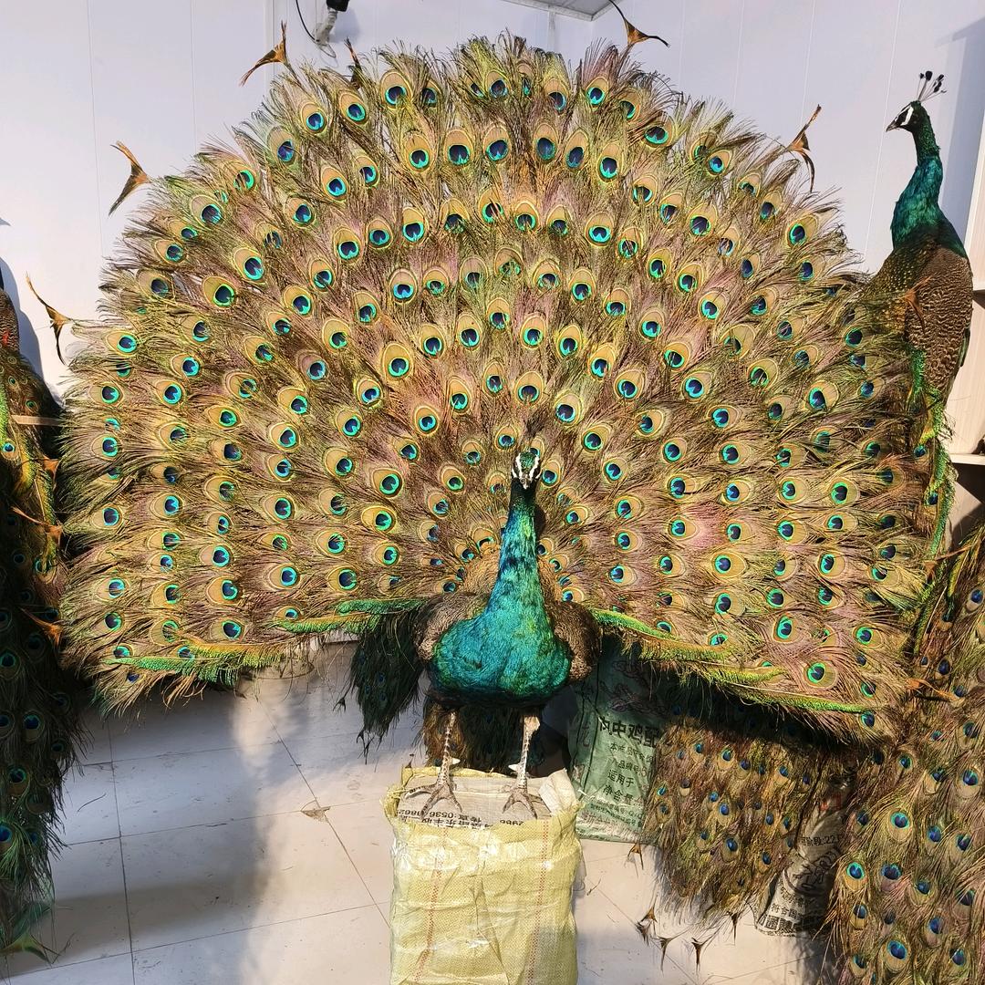 锦轩萌宠动物小店