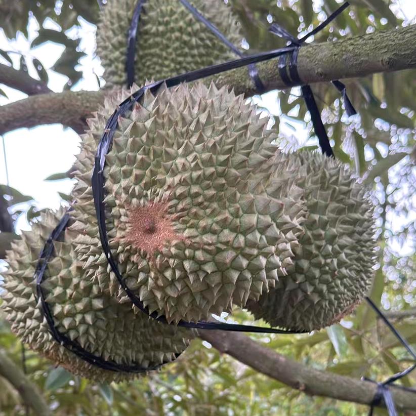 东南亚榴莲信息中心