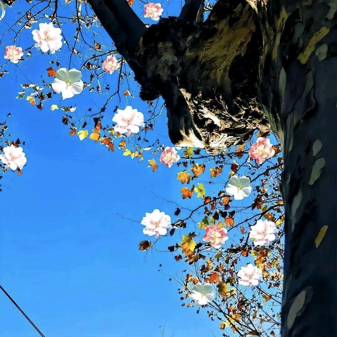 冰窟窿yu