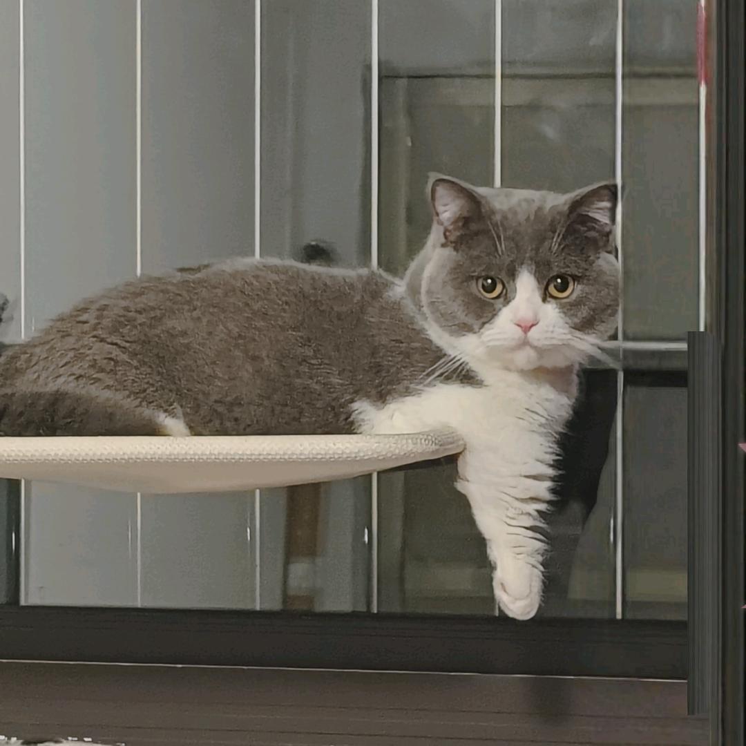 ᗢᘏᓄ土豆好吃