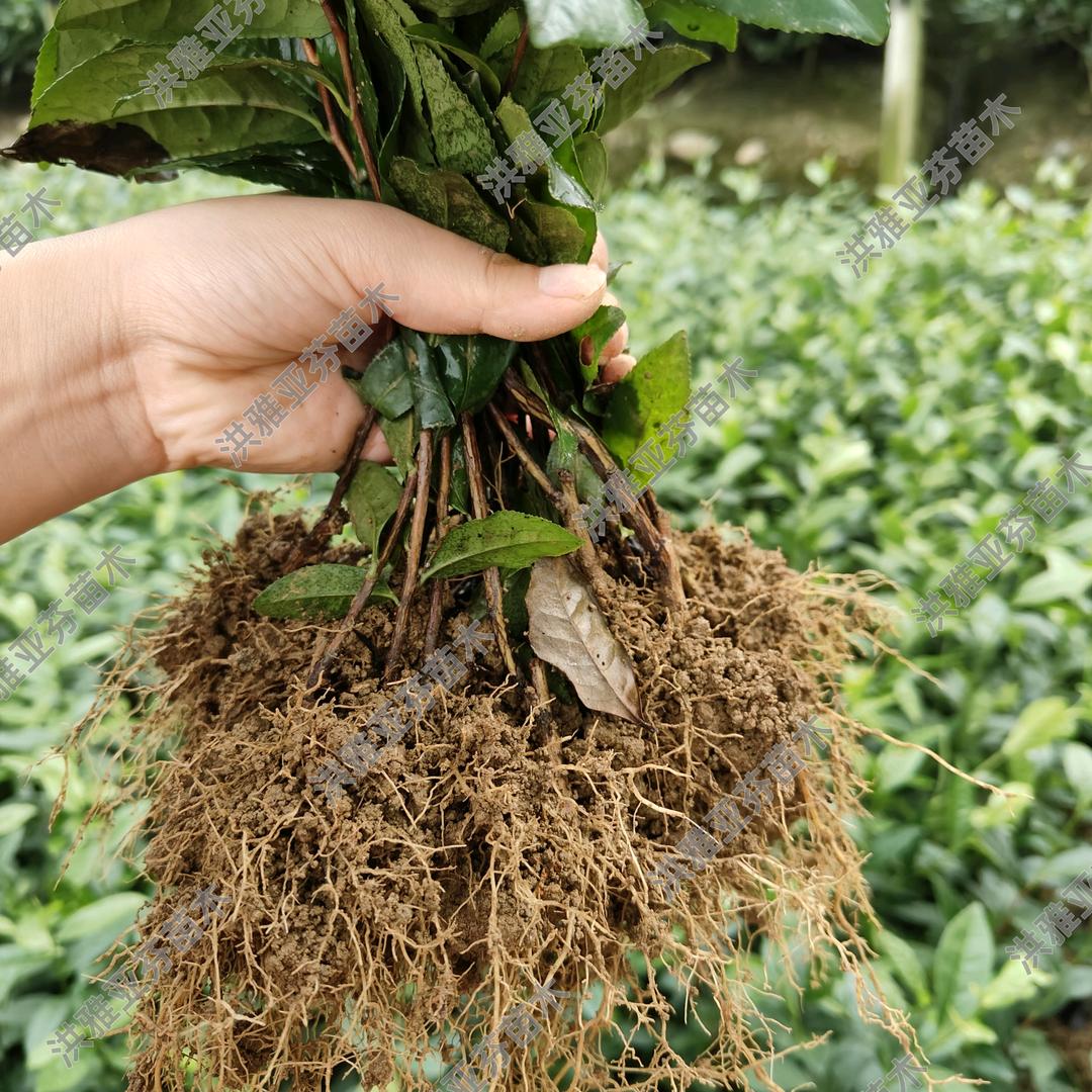 洪雅亚芬苗木基地