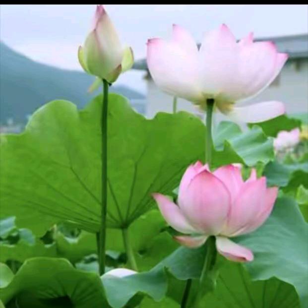 夏荷