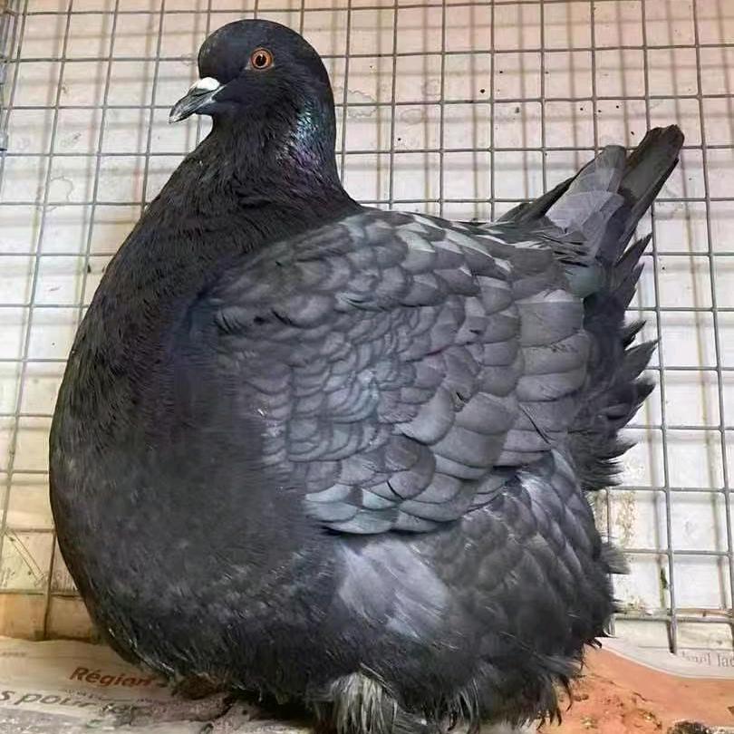 狮哥观赏鸽（蓝鱼鳞梦坛）