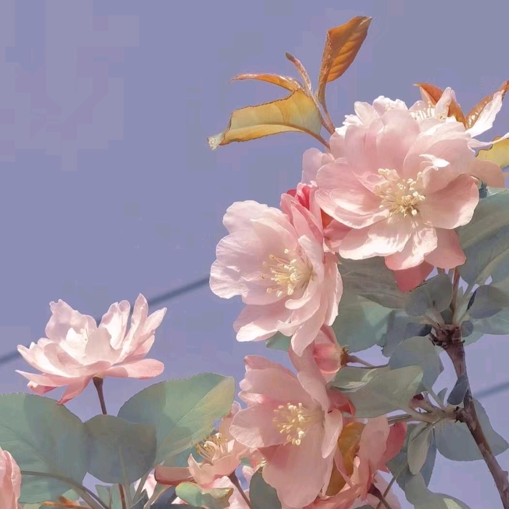 爱笑🙂🌺