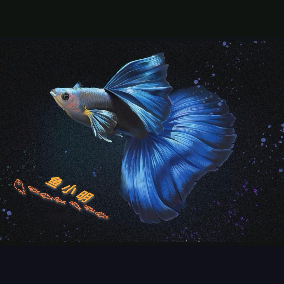 鱼小怪（孔雀鱼）