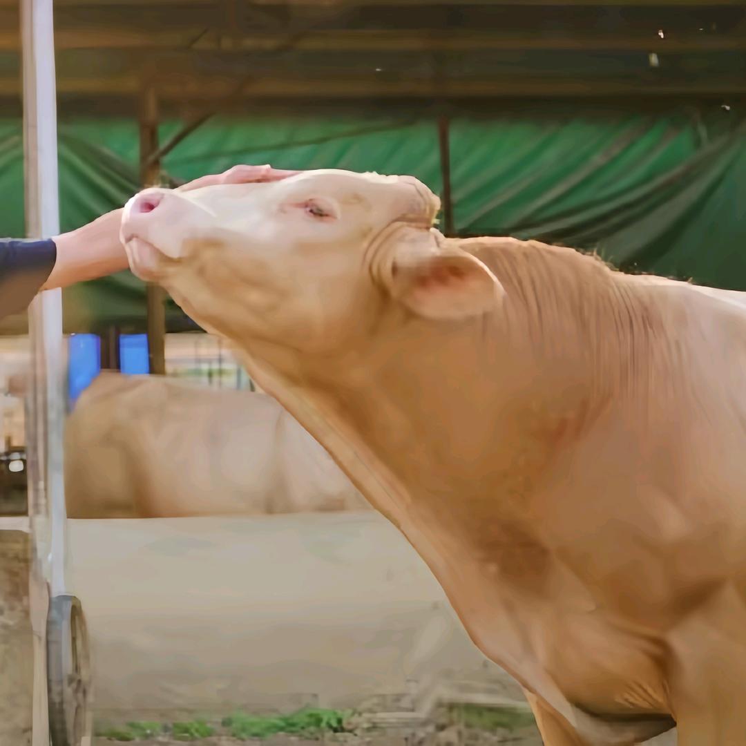 牛厂长【优选好物】