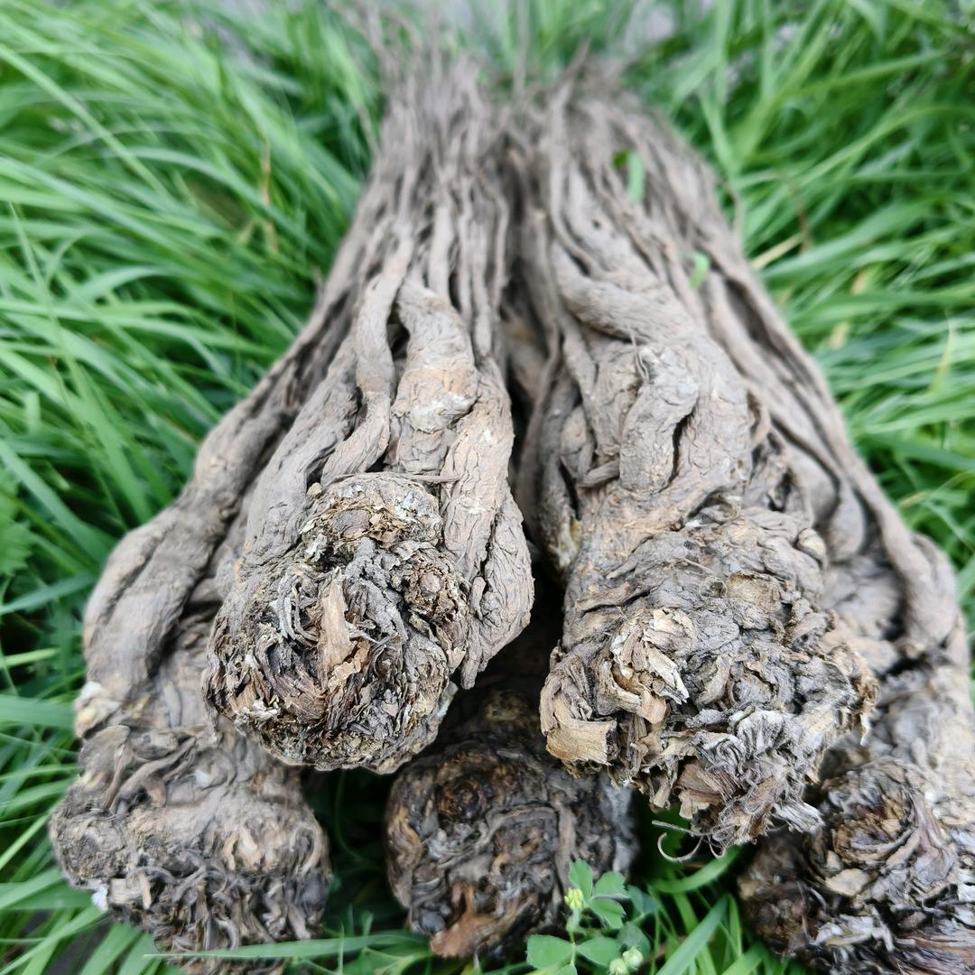 甘肃小红滋补养生店