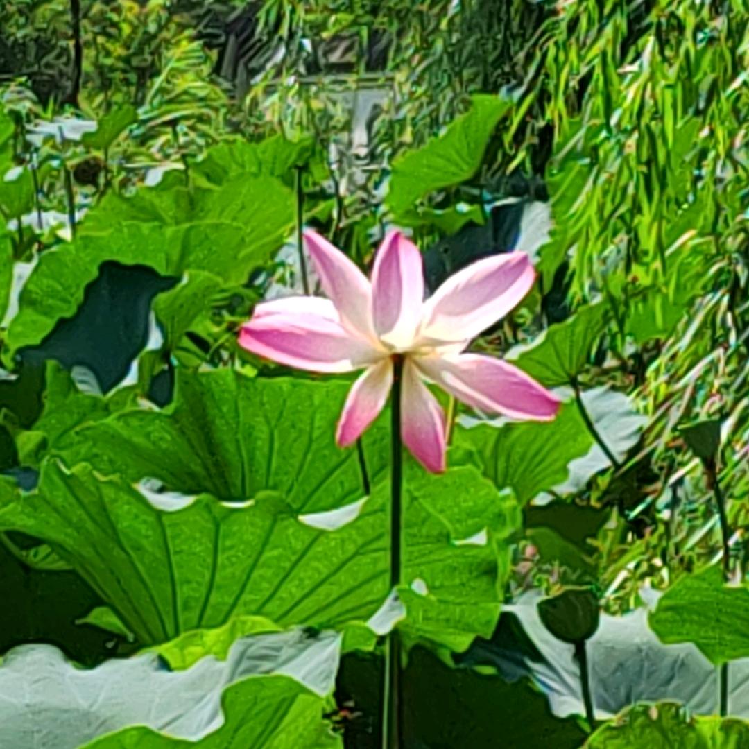 ཐི十二ཋྀ