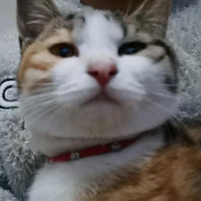 家有12只猫