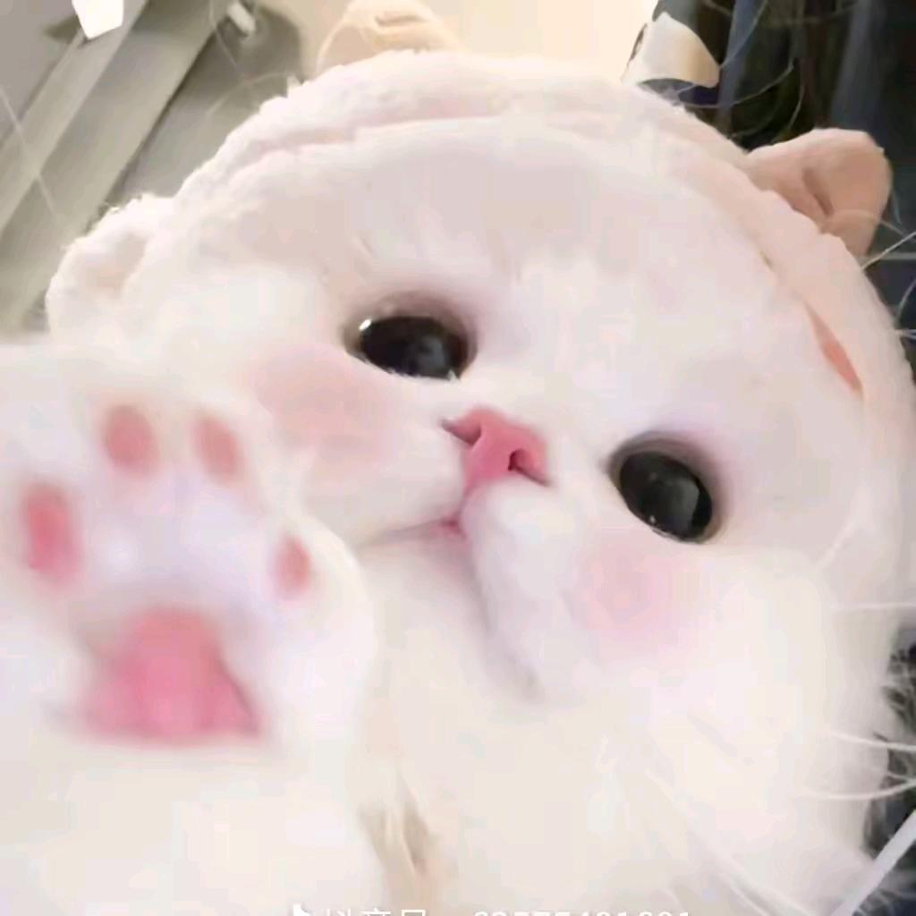 会踢球的的小猫^૮₍◜ෆ◝.₎ა