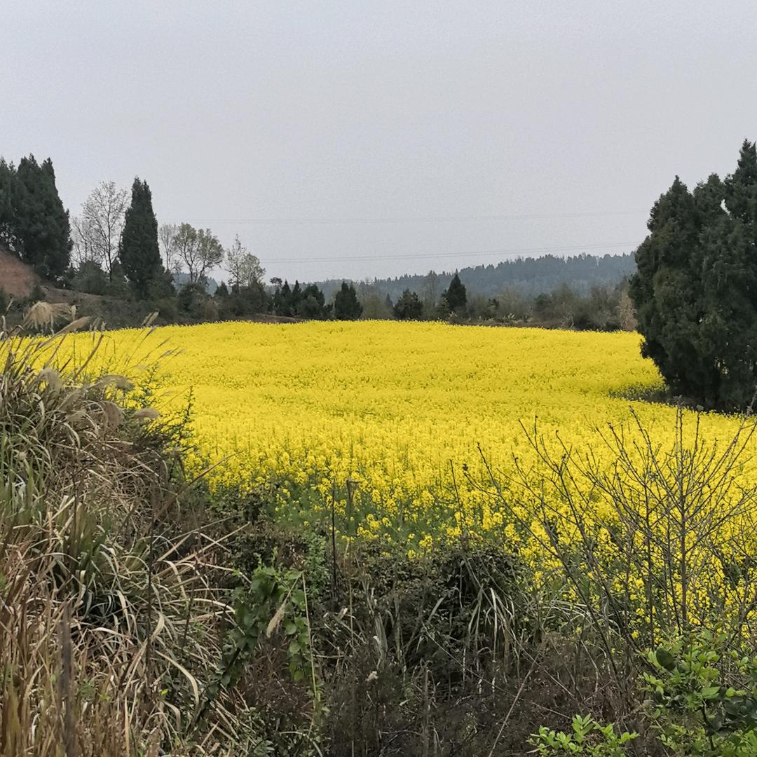 柯得平（努力斗志）