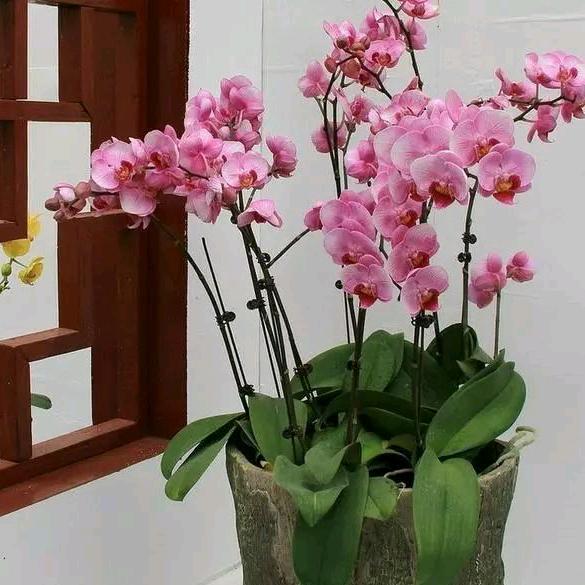 人之初，性本善