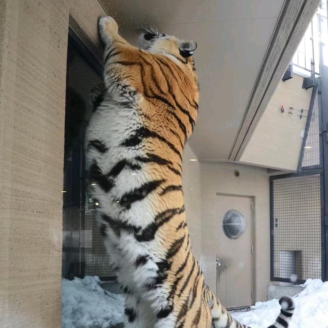 X馆长