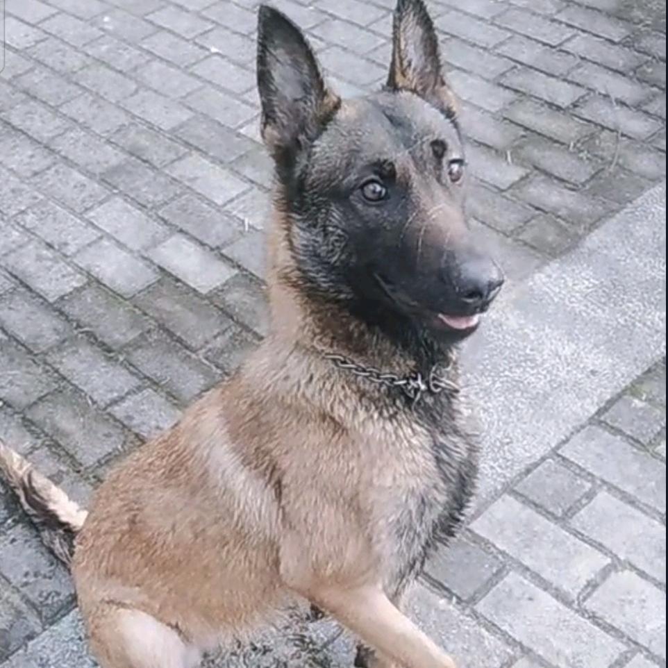 马犬疯丫头