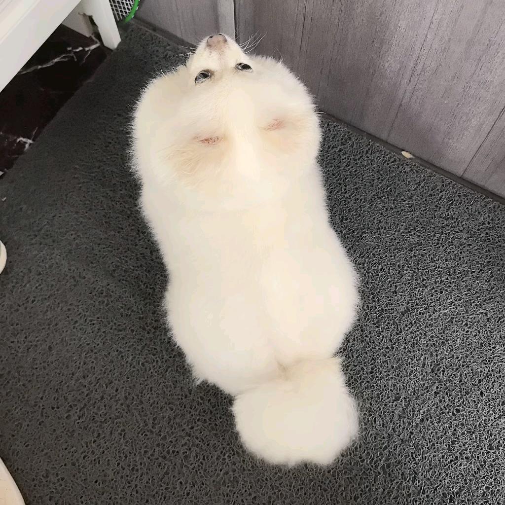 摘棉花的兔子