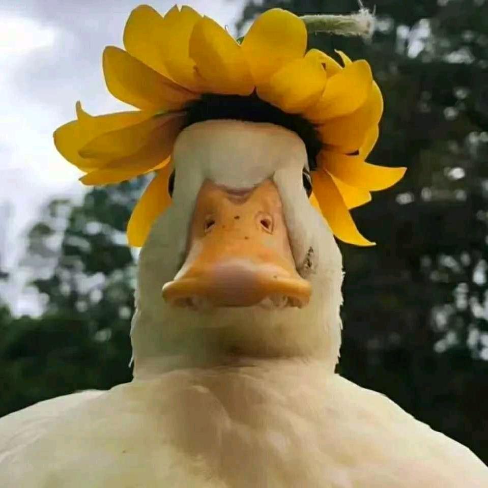 广艺南瓜