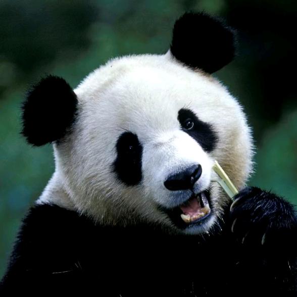 双鱼的鱼