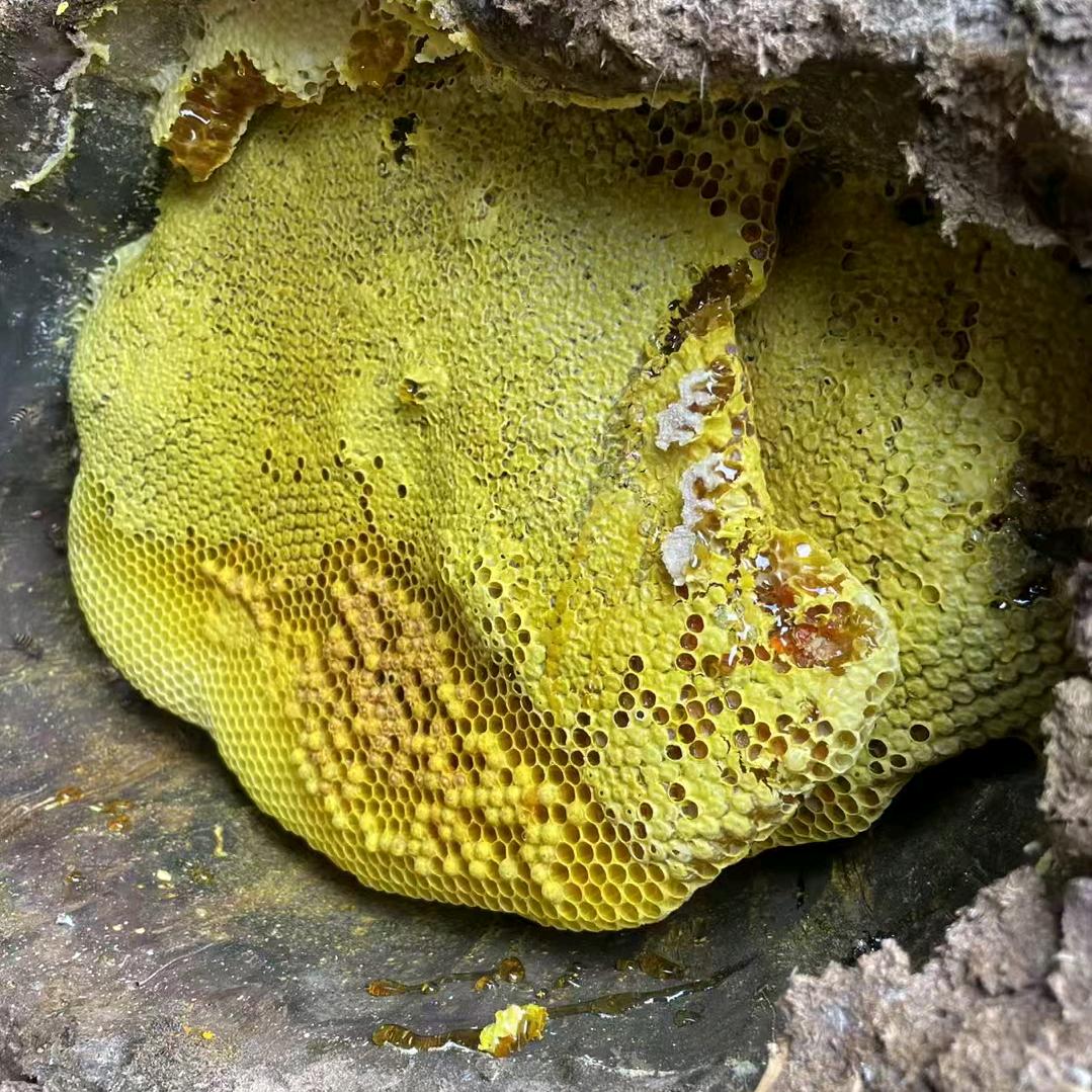 云南土特产૮ ºﻌºა小肖妹^O^