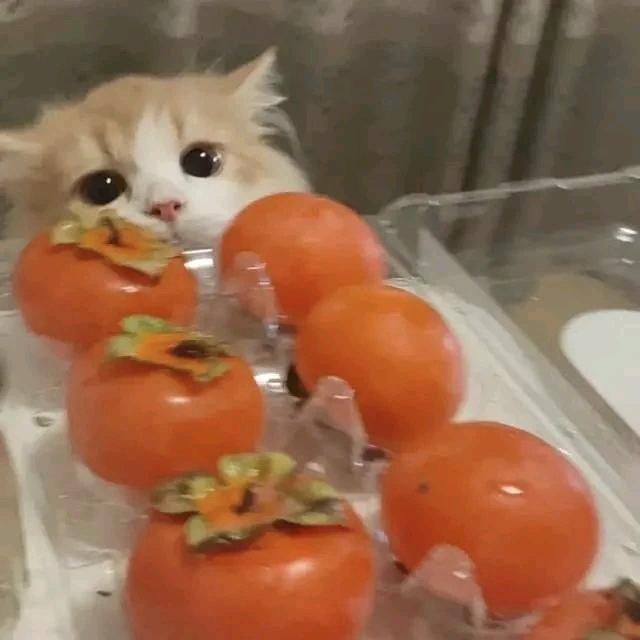 忍冬