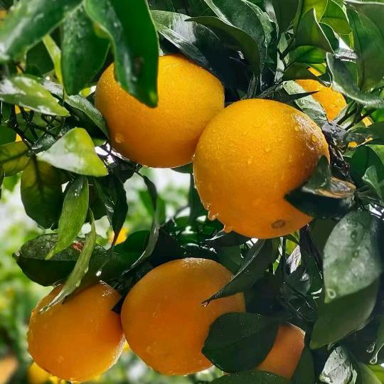 大余二手房（勿连赞）