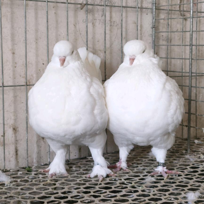 徐州晴哥，象腿圆环