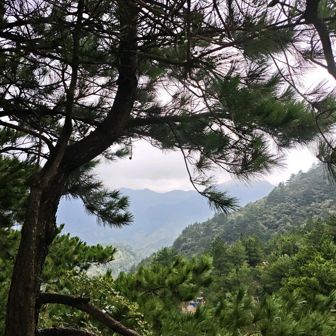 春去秋来 海棠花开