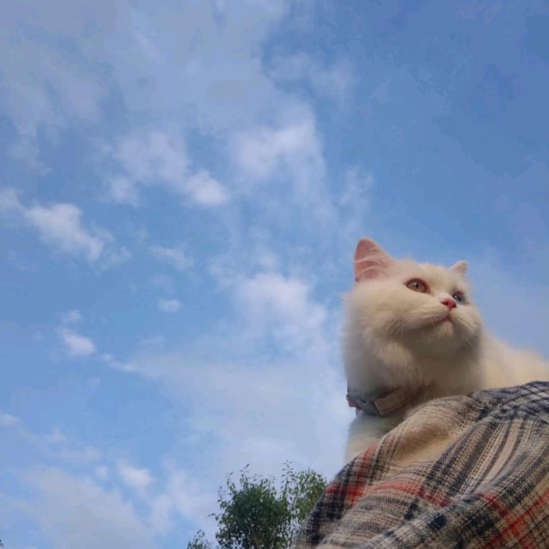 玉佩家宠物仓储超市