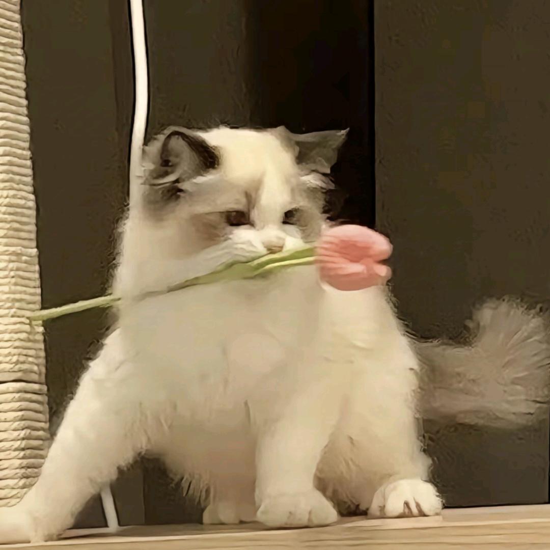 橘橘