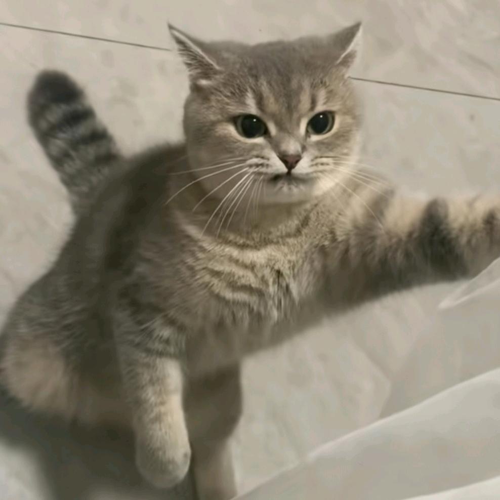 爱喝茉莉