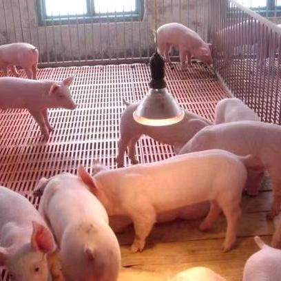 牧果—淼淼🌹🌹🌹