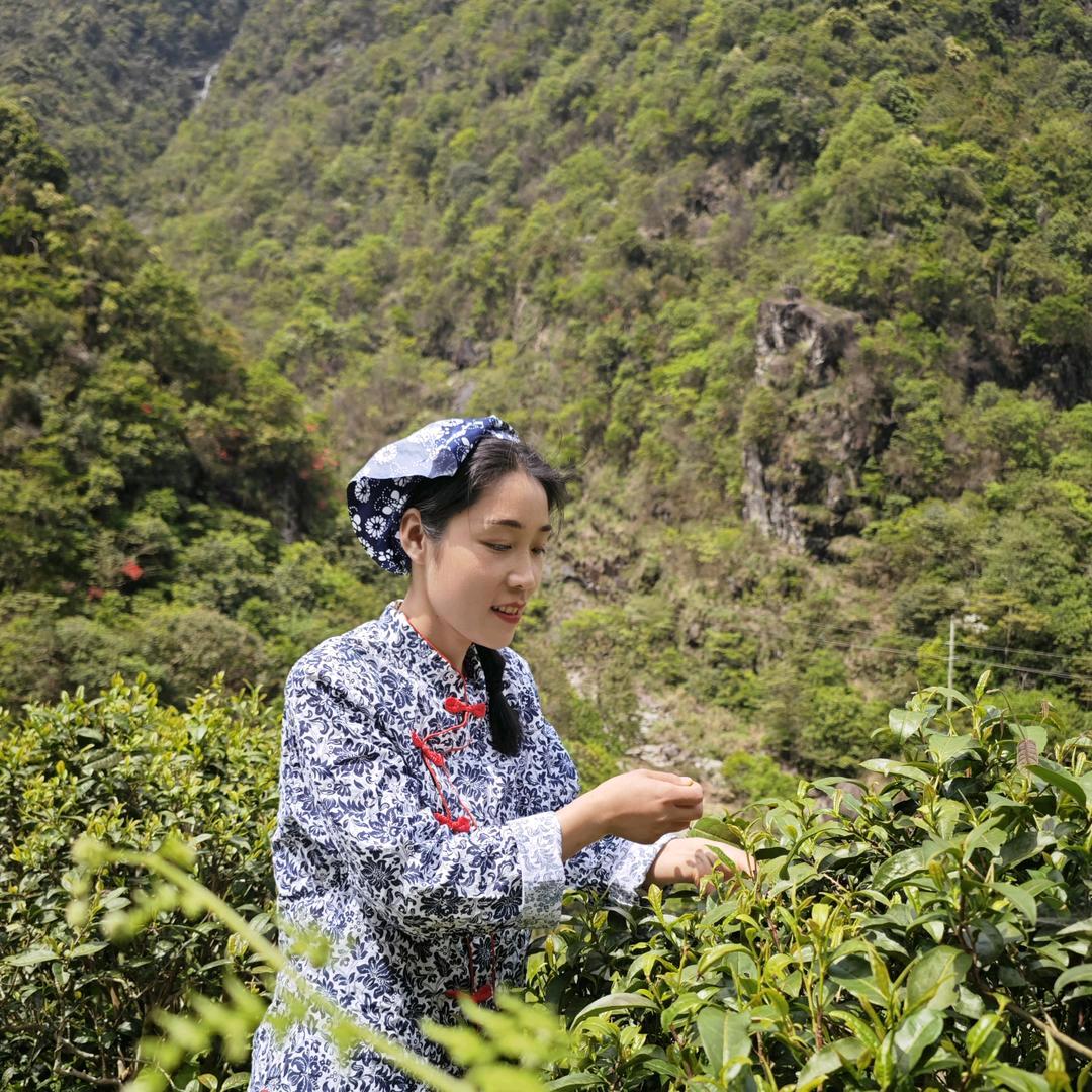 江西红茶｜碧云尖茶业