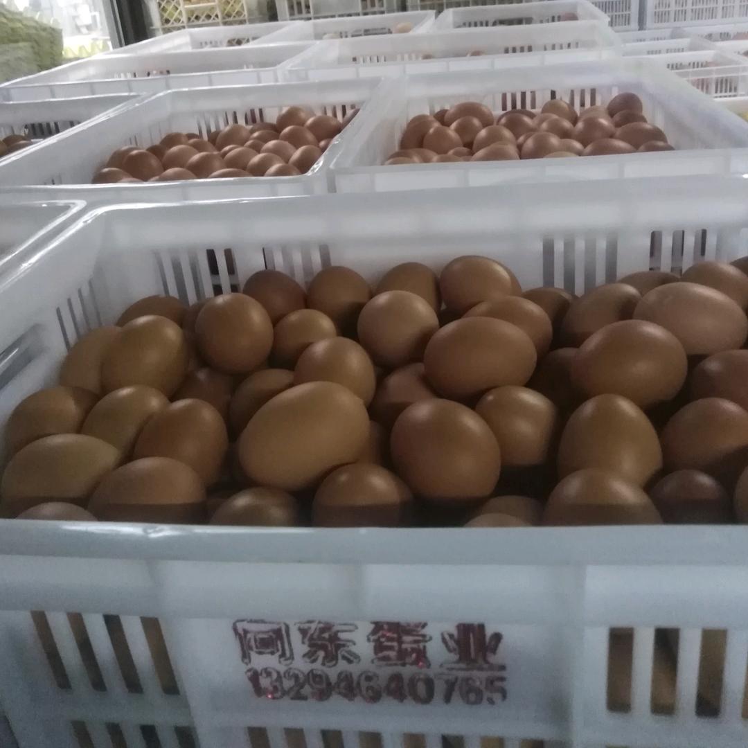 向东蛋业