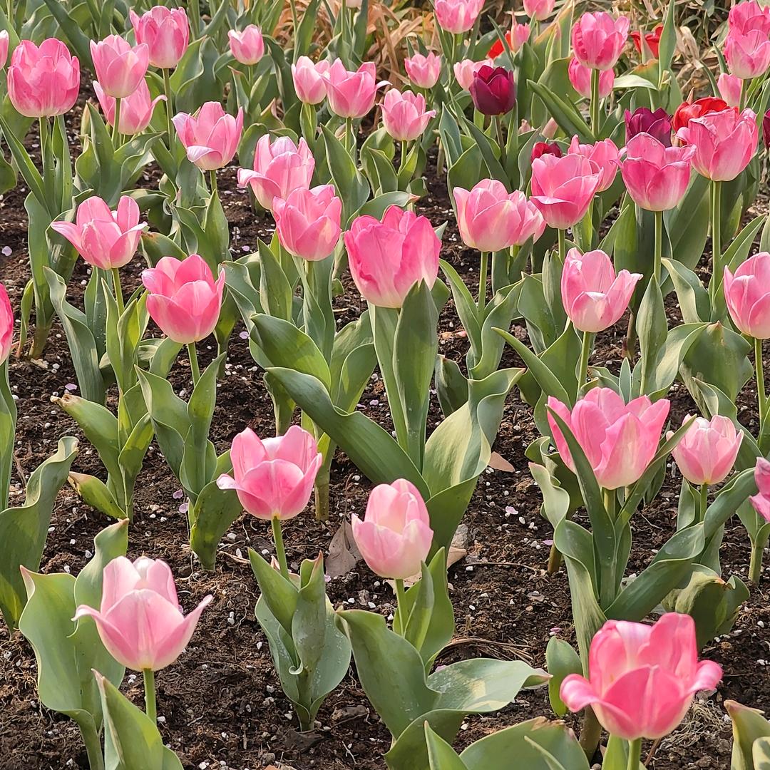 新兰我是泰兴人