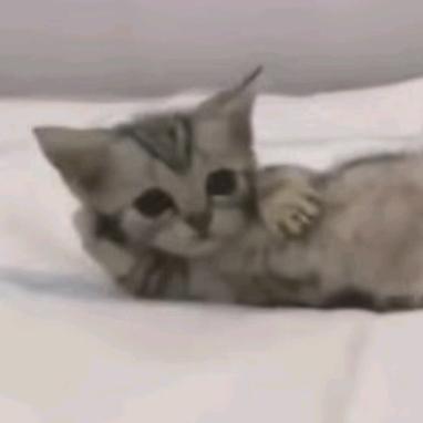 小猫小狗都到我怀里