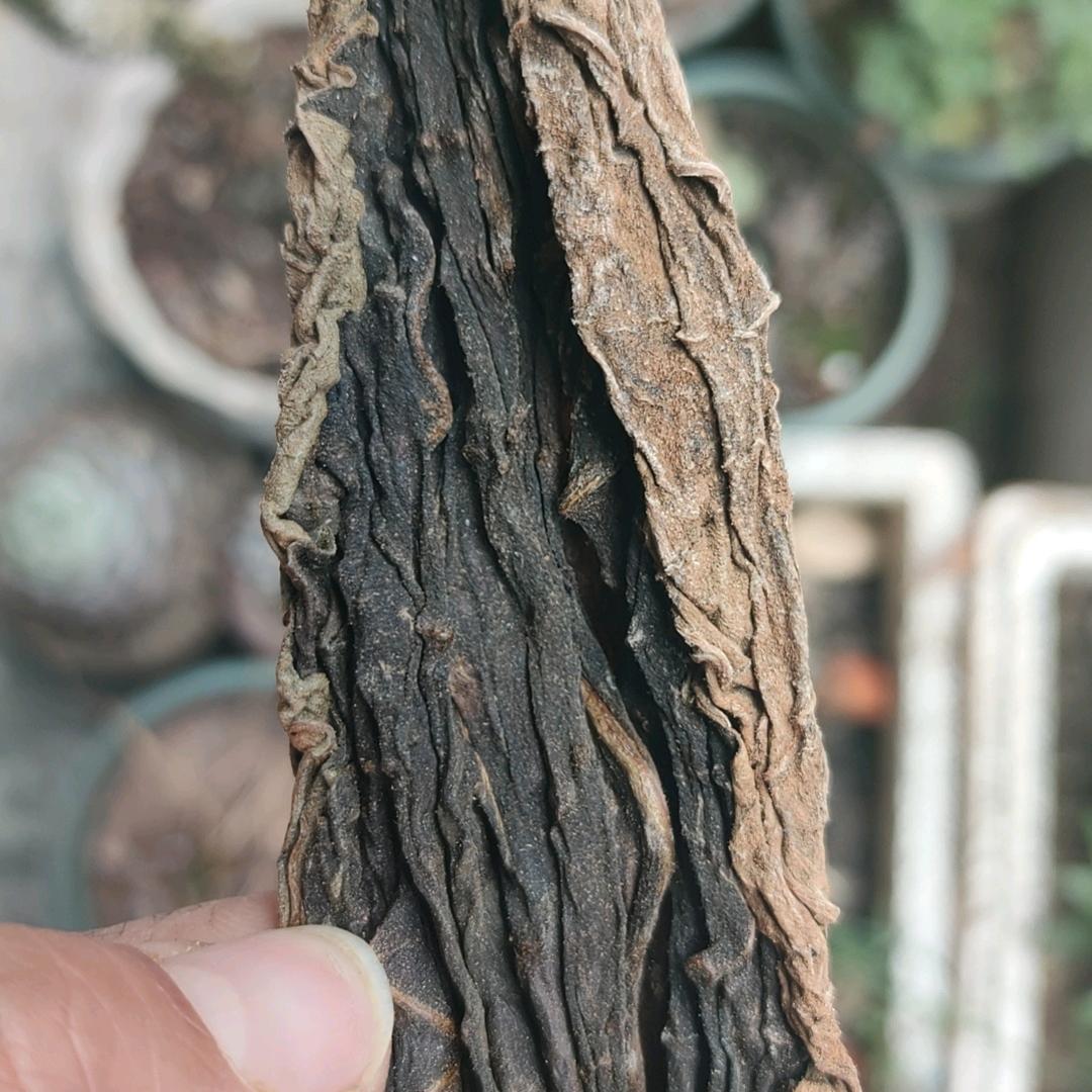 贵州老皮晓爱