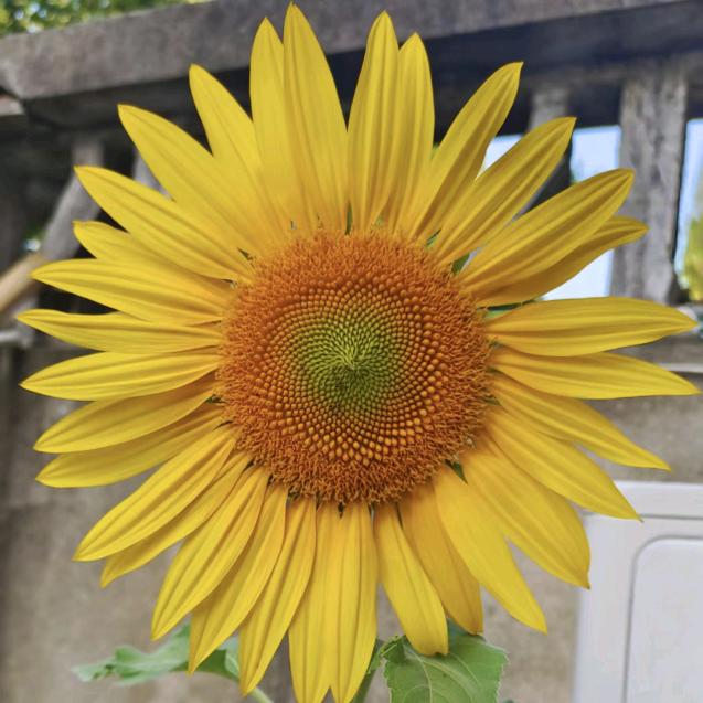 幸运星🌻🌻🌻🌻🌻🌻