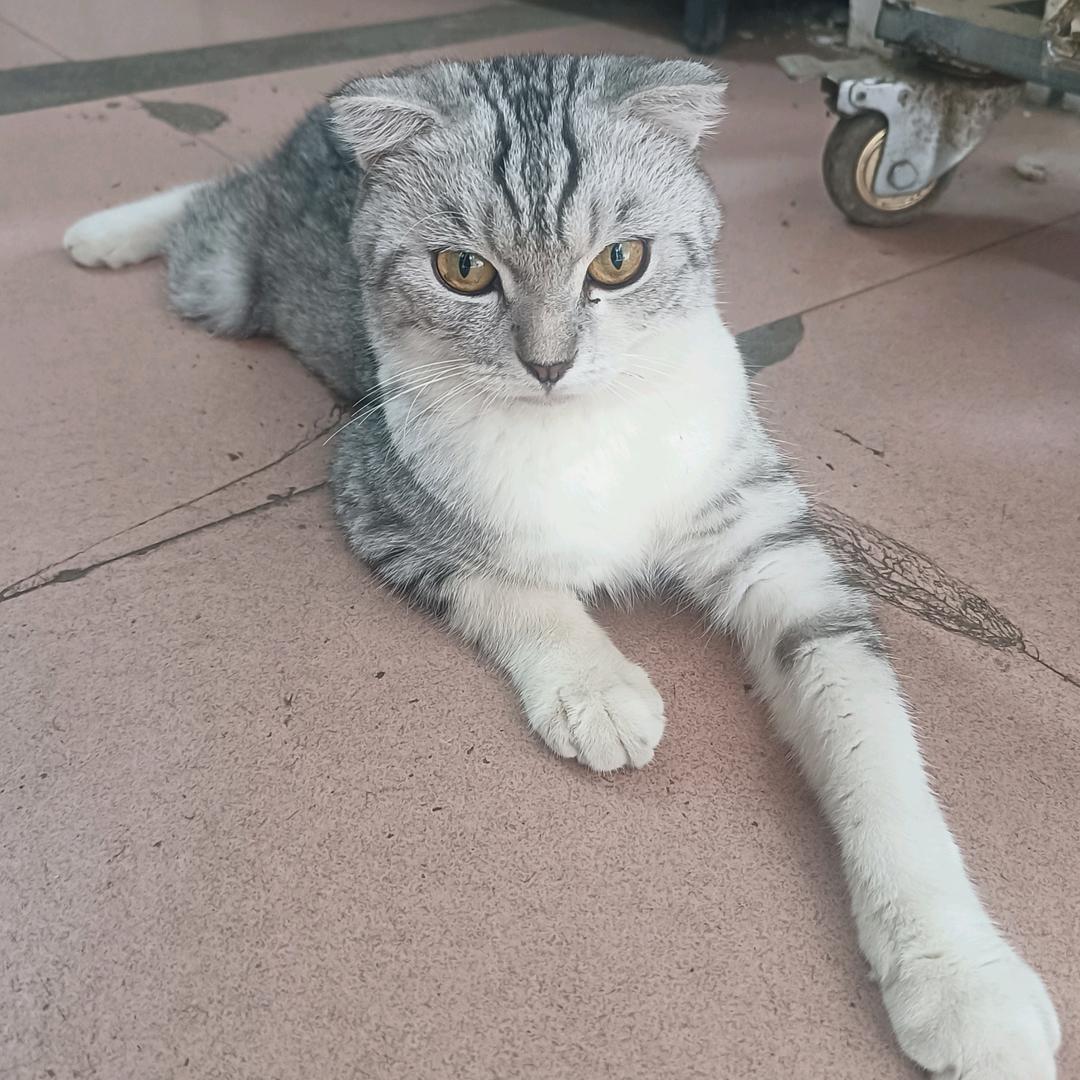 克鼠是只猫