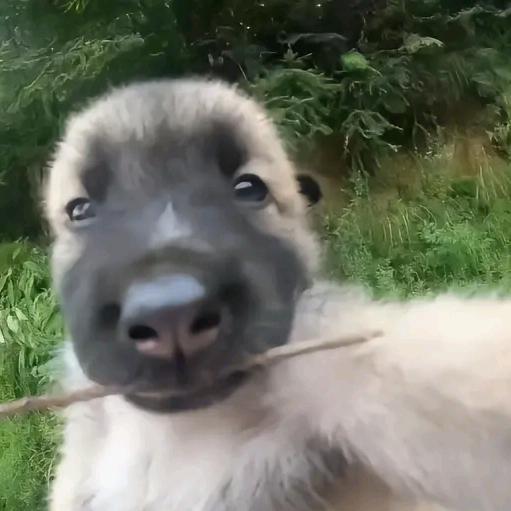 派大兴