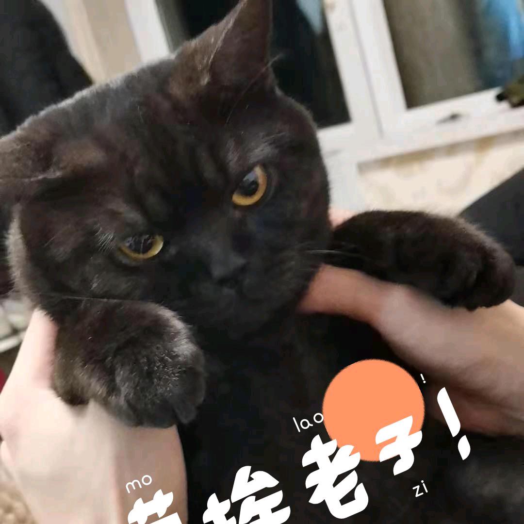 我自踏雪至山巅