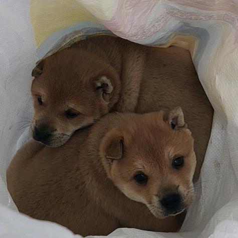 广西山地田园犬3