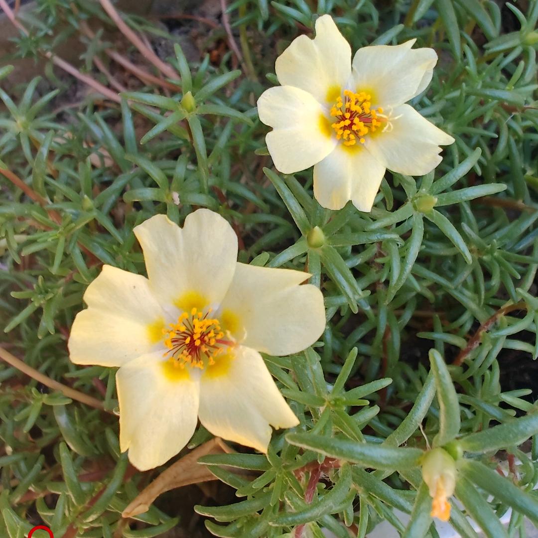 实现梦想，永远向前，巜琴》