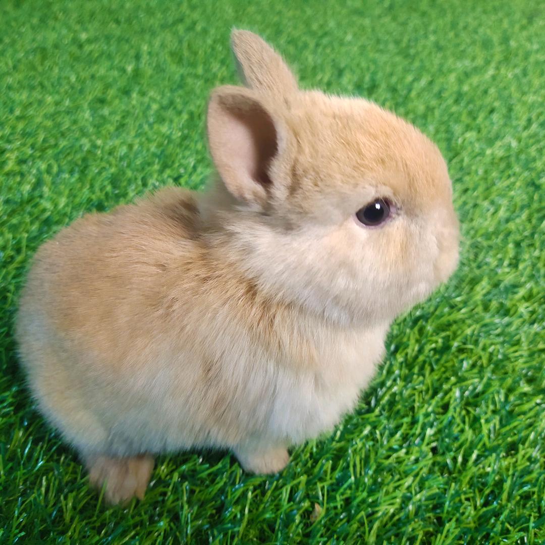 小陌萌宠兔
