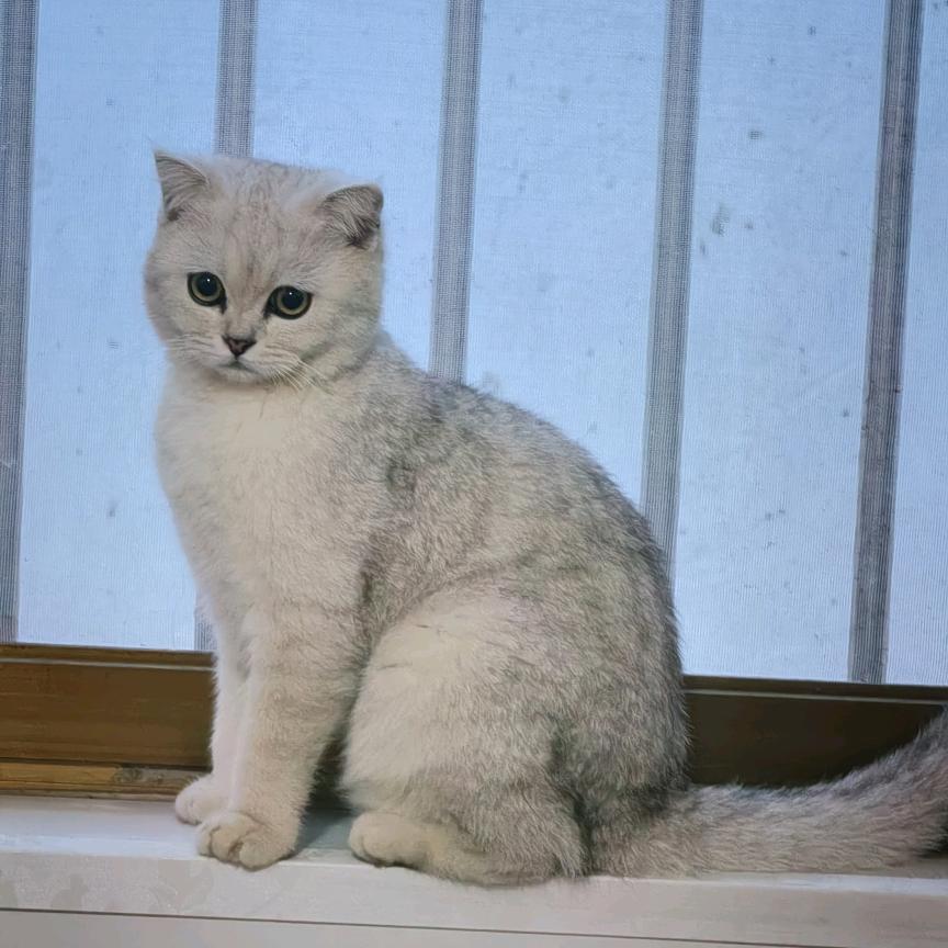 蓝月宠（喵喵）🐱🐱🐱🐱🐱🐱