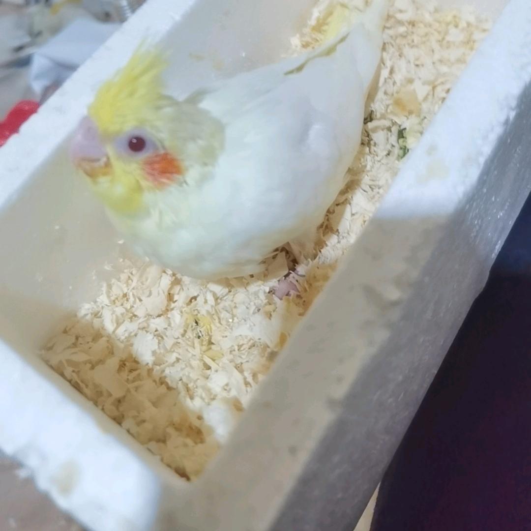 豫东鹦鹉