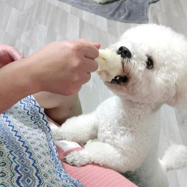 团子宠物寄养