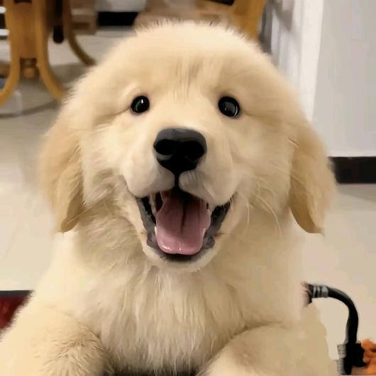 挑选五黑犬关注我