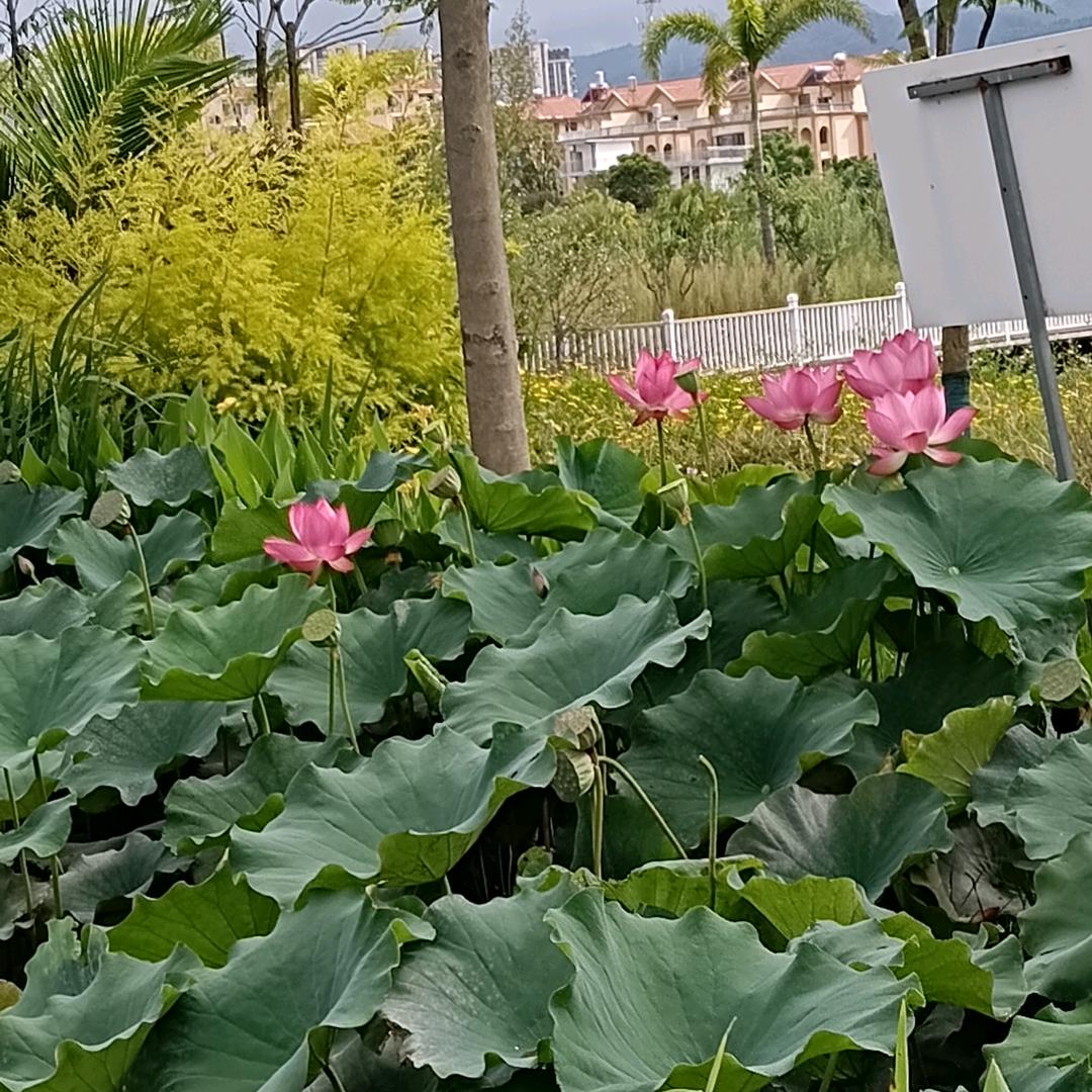 仙长后买。