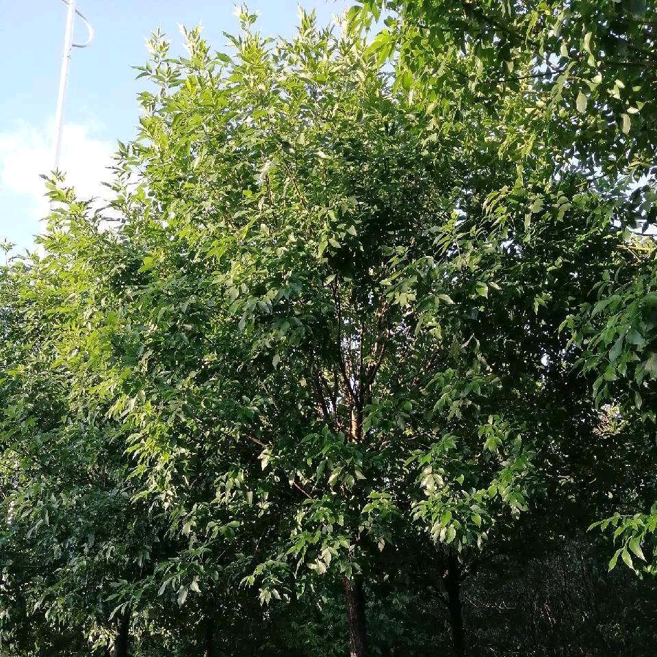 天蓝蓝