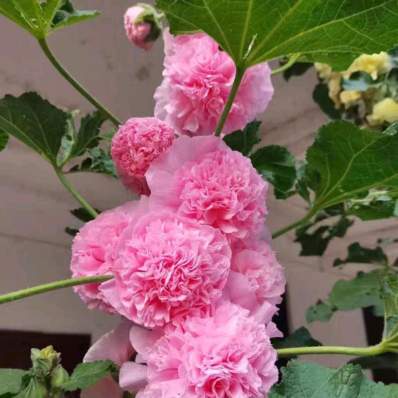 金金，，，，有味